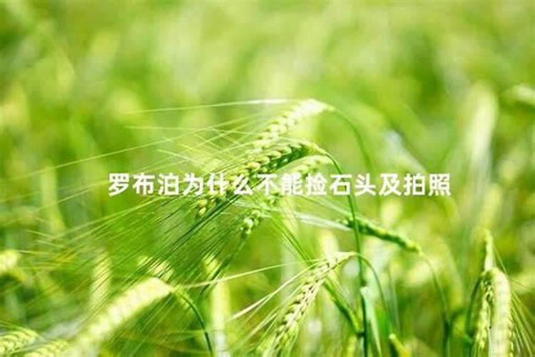 氨基酸水溶肥十大品牌