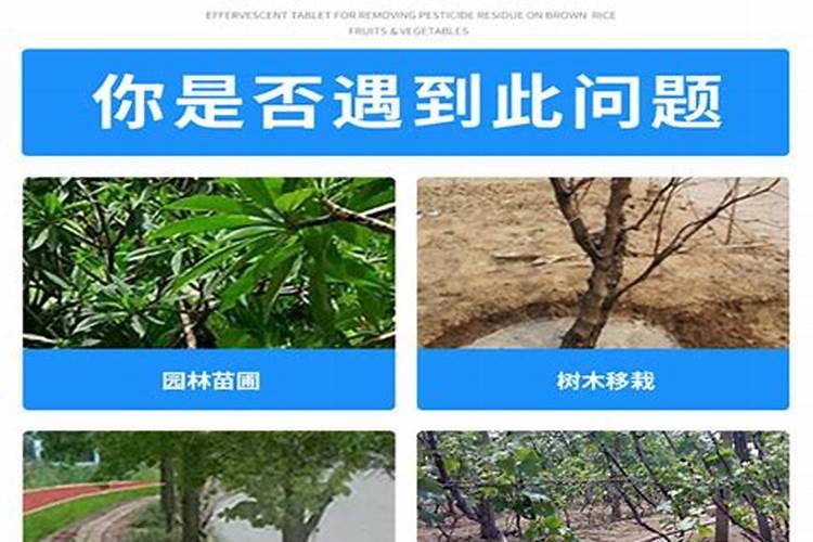 当年移栽的石榴树能施肥吗？