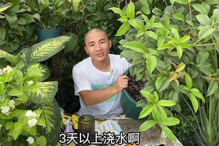 四季桂怎么施肥