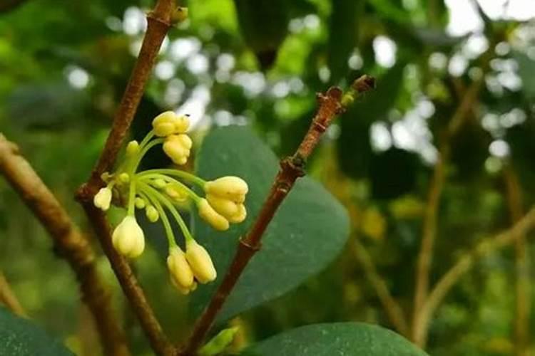 四季桂花施什么肥四季桂花怎么施肥