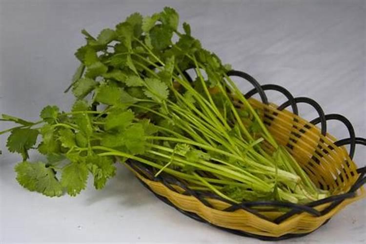 如何种好夏季香菜 种好夏季香菜的方法
