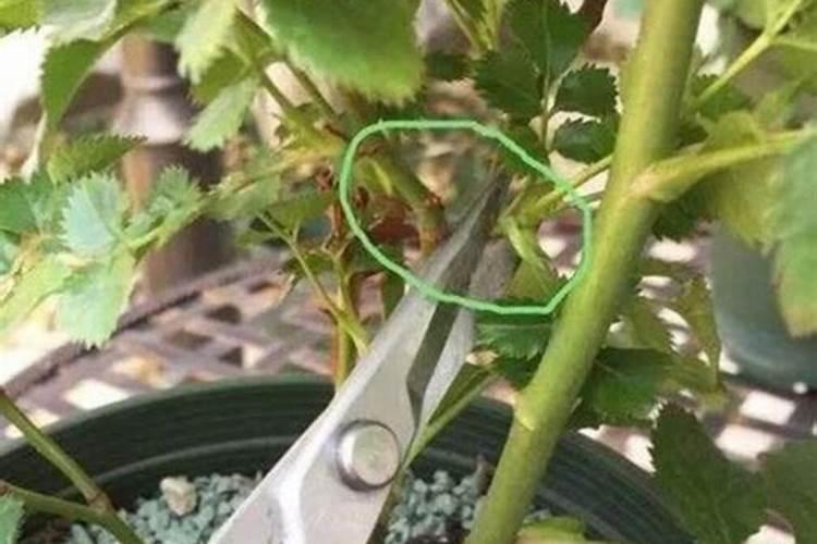 月季开花少怎么办 如何正确施肥