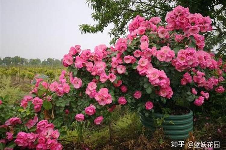 佛罗伦蒂娜如何促笋