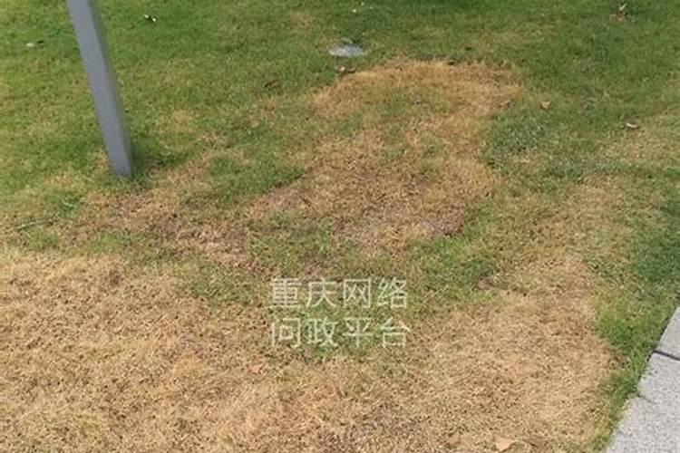 狗牙根草皮夏天发白怎么办