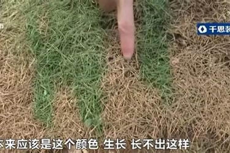 种植的草皮要多久浇一次肥料水