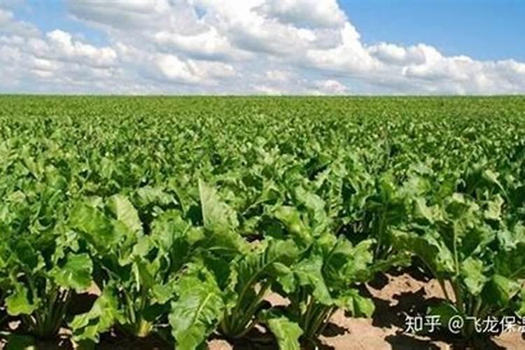 甜菜是忌氯作物吗