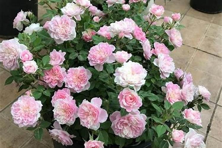 月季花可以用磷酸二氢钾肥吗(月季适合施什么肥料长得好)