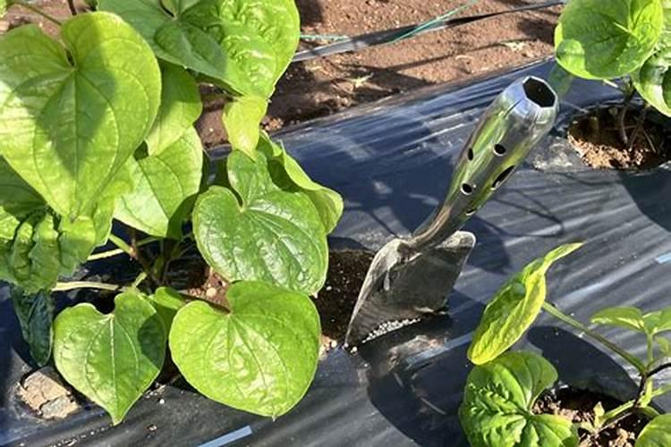 红薯用什么钾肥好