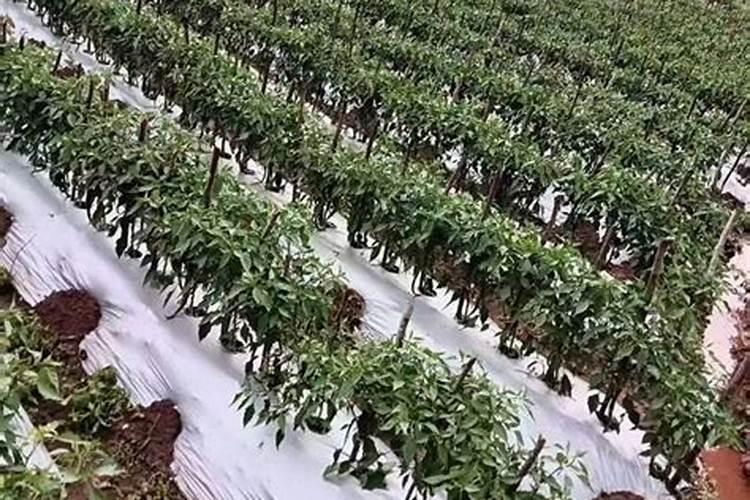 温室大棚冬季做果期什么时候浇水好温室大棚辣椒定植质什么时候浇水最好...
