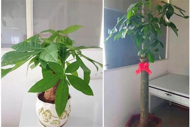 发财树浇什么肥料可枝叶旺盛