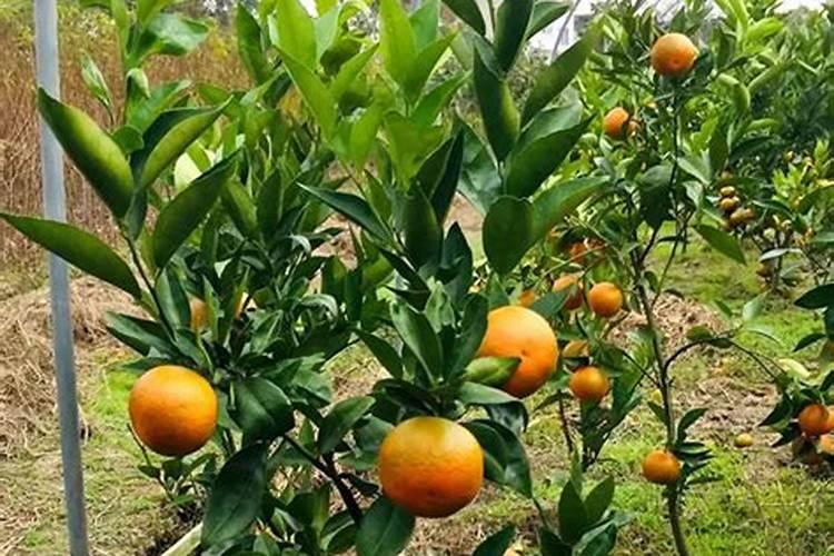 沙糖桔着色用什么药