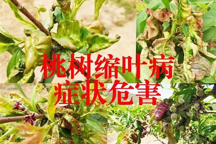 桃树缩叶病怎么防治
