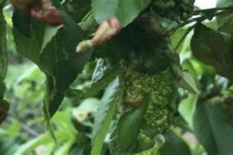桃树缩叶病特效药