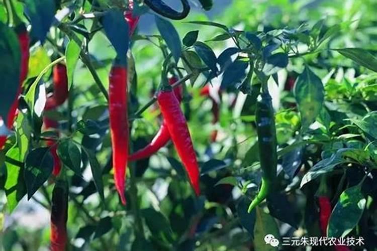 辣椒移栽后用什么肥提苗