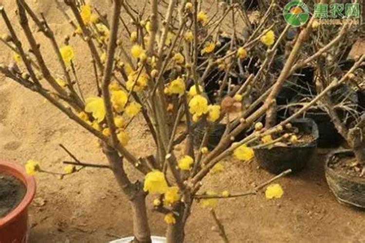 腊梅有了花苞如何浇水施肥