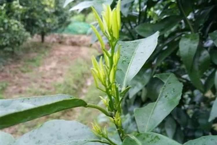 家庭养花最简单的肥料方法;怎么自己做肥料