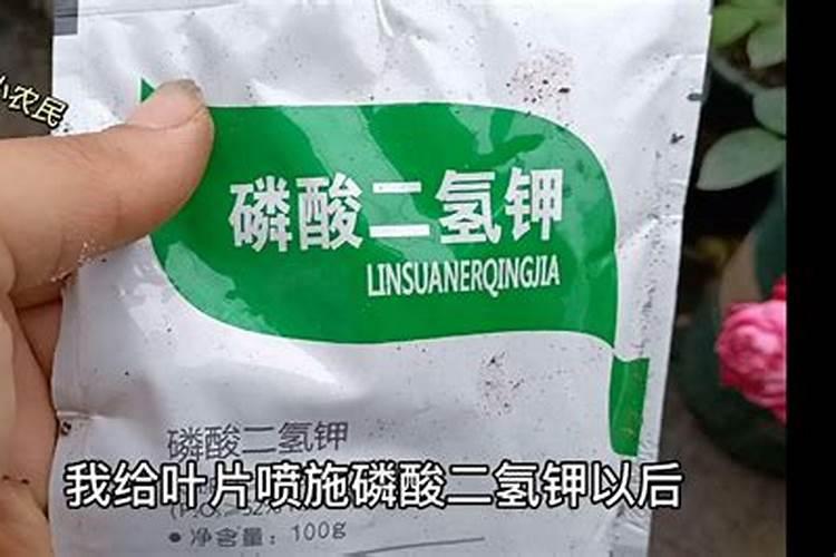 尿素当叶面肥使用方法