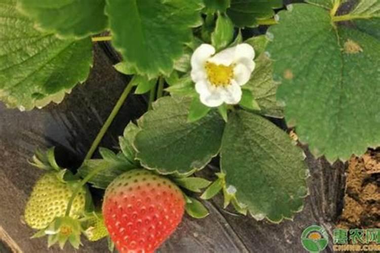 花菜施肥用什么肥料好？高产有技巧