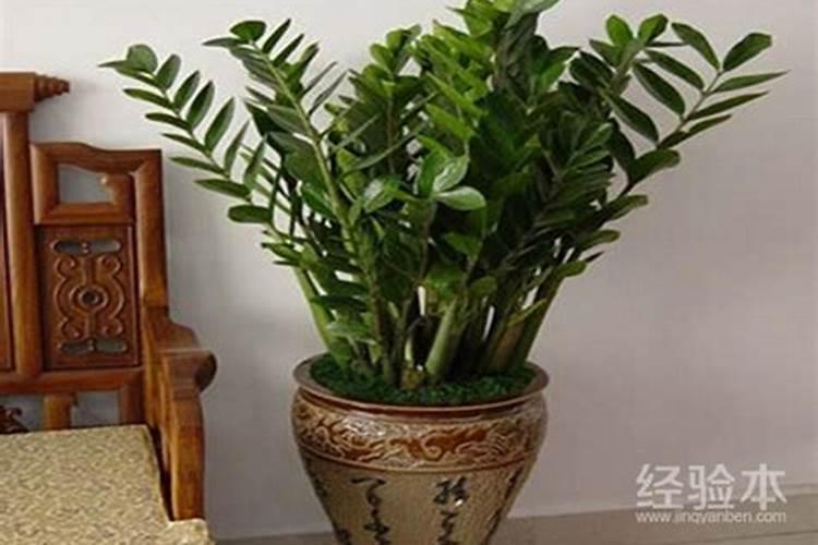 兰屿肉桂怎么浇水