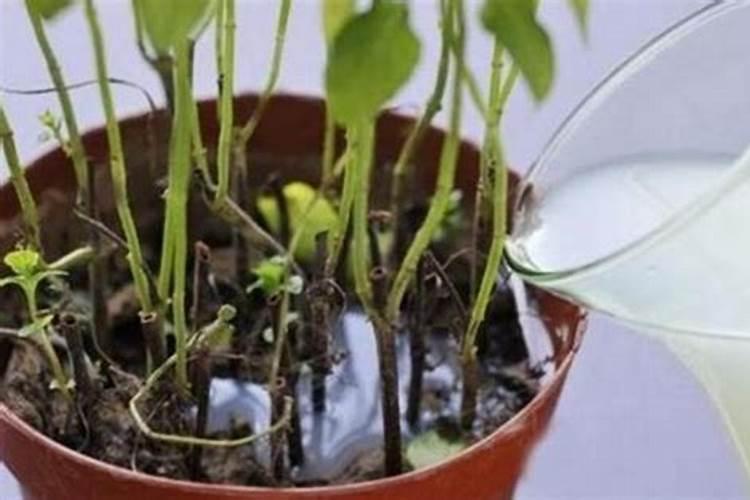 磷钾肥怎么浇花正确使用方法