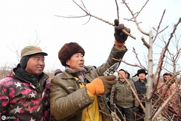碧桃的养殖方法和注意事项