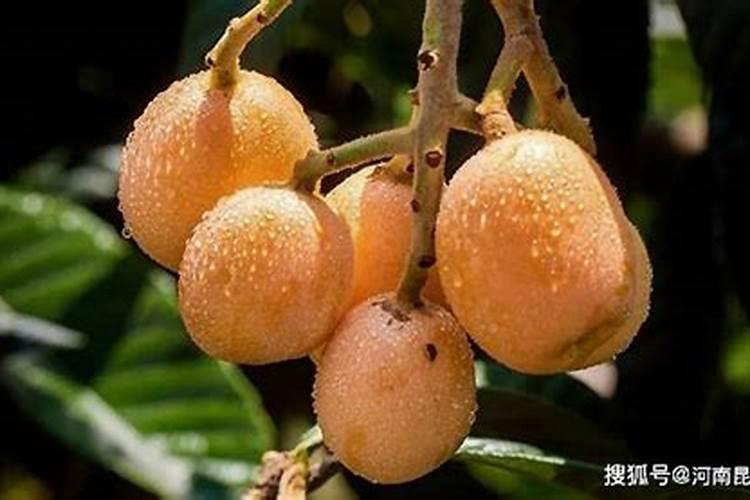 枇杷树施什么肥料最好？