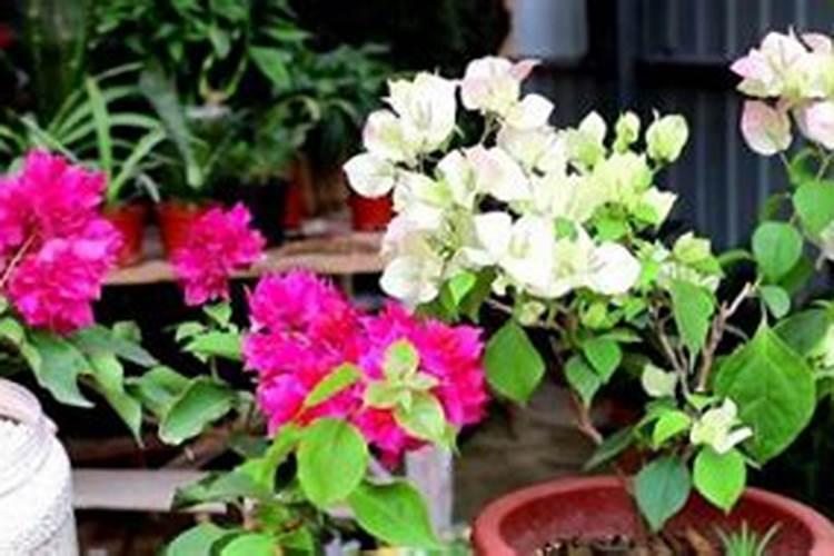 三角梅用什么肥料开花多