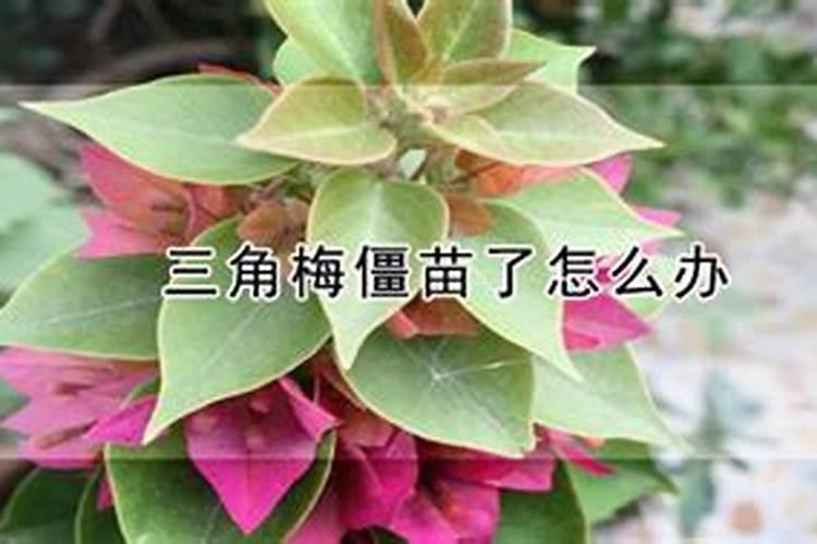 关于三角梅的养殖问题