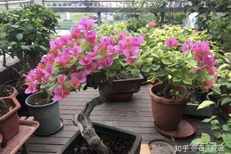 三角梅施肥方法和时间