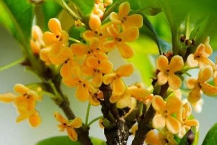 桂花树如何施肥