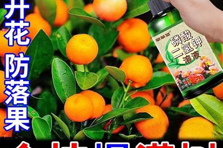 金桔开花期间施什么肥