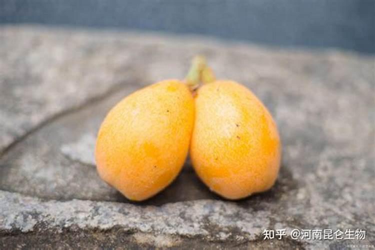 黑皮果的种植方法