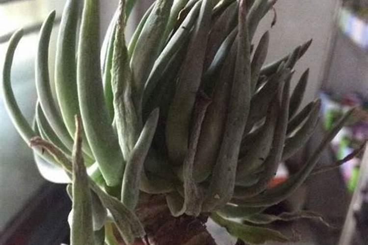 多肉植物生根粉应该拌土还是泡水用？