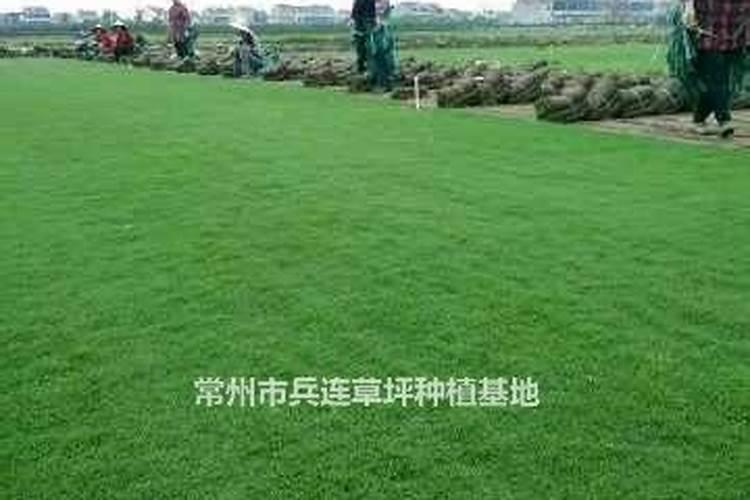 草坪专用肥和复合肥有什么区别