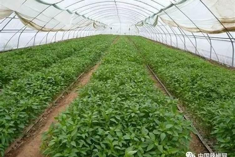 种辣椒用什么肥料比较好