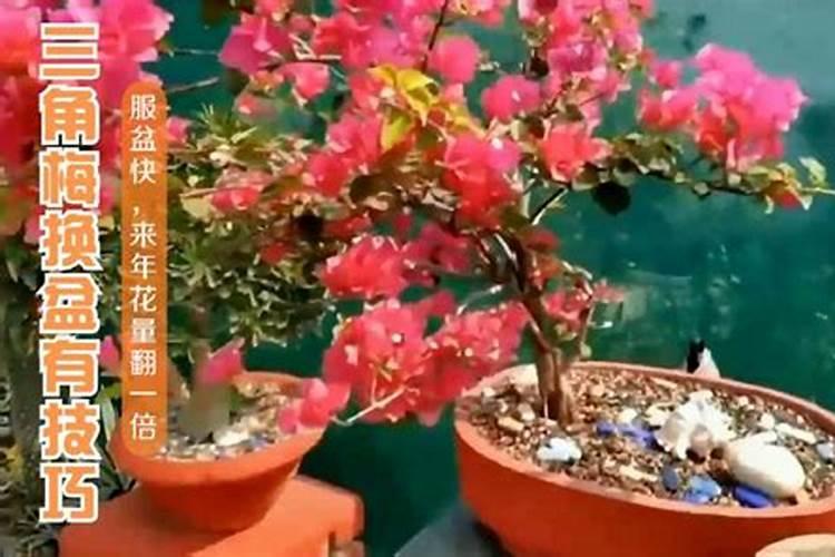 三角梅春季换盆后什么时候可以追肥