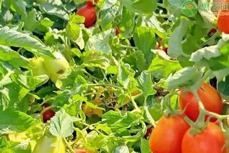 温室油桃硬核期用冲施肥比例是多少？