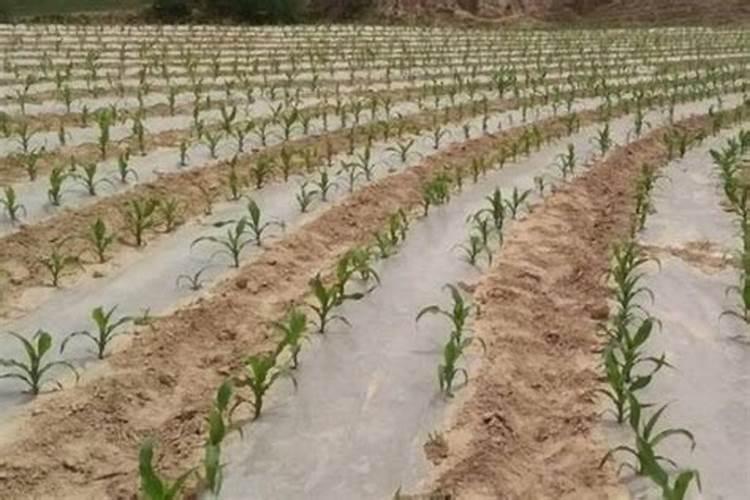 四平季小白菜出苗后怎样浇水施肥