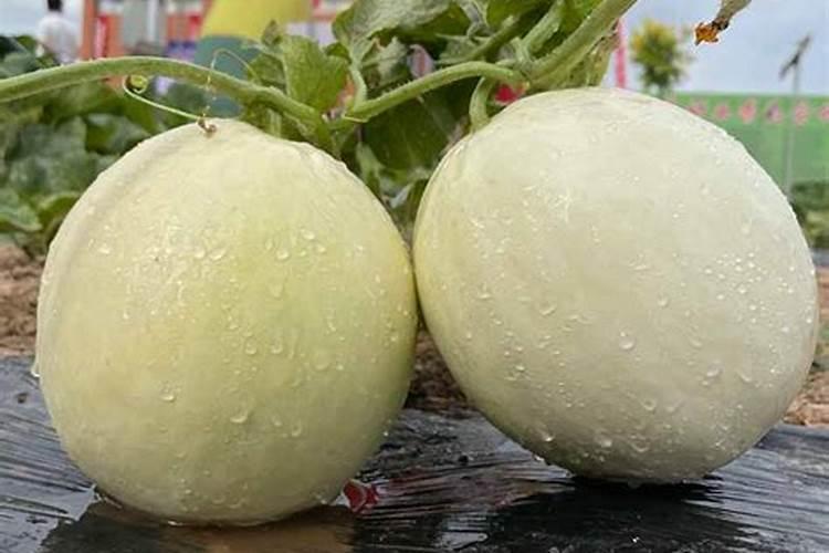 芸苔素几天打一次合适