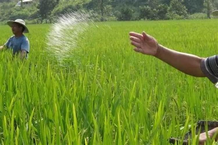 花白鲢鱼养殖怎么肥水？肥水的目的是什么？