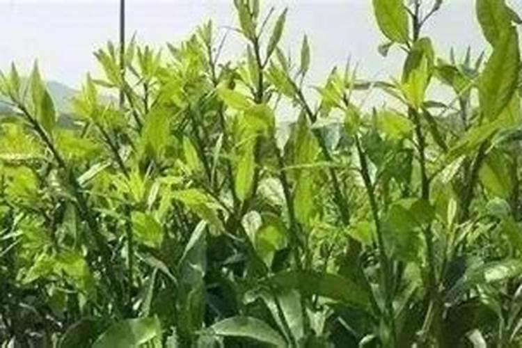 大棚桃树在膨大期可以施黄腐酸钾吗？