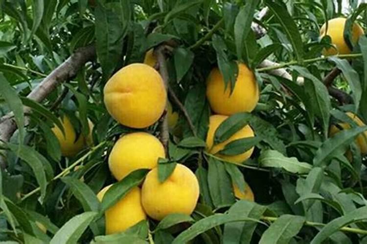 高钾对桃子有什么好处