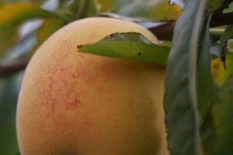 果子快成熟上高钾肥好吗