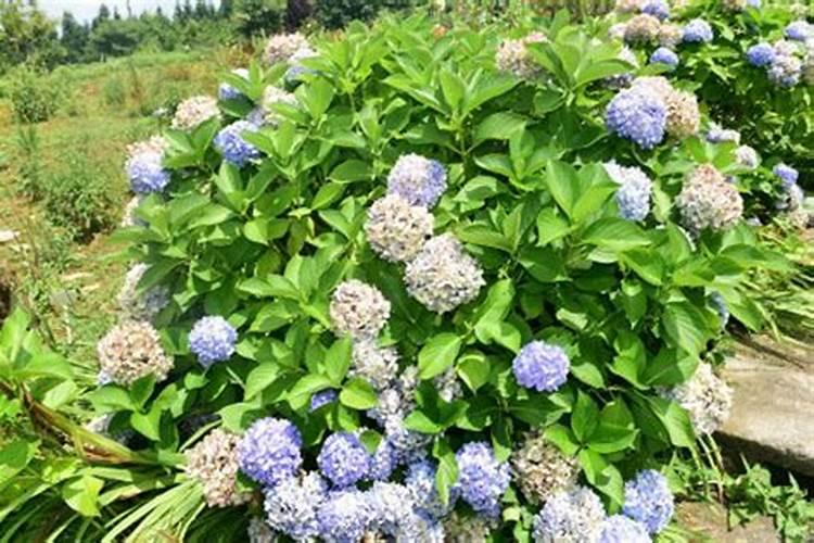 黄腐酸钾可做花卉营养液吗