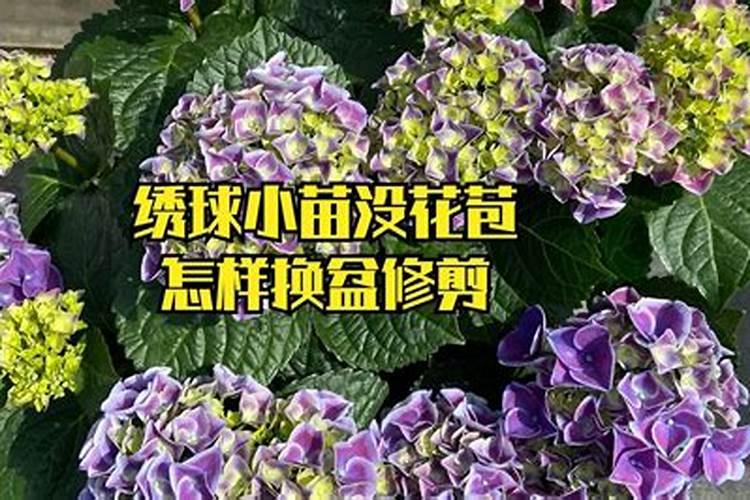 绣球有花苞了该怎么施肥