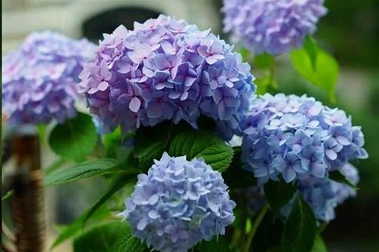 家里的绣球花开始萌芽了,后续该怎么来养护呢？