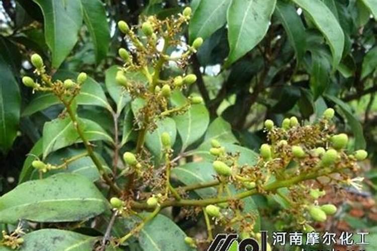 铵态氮肥有什么化学性质