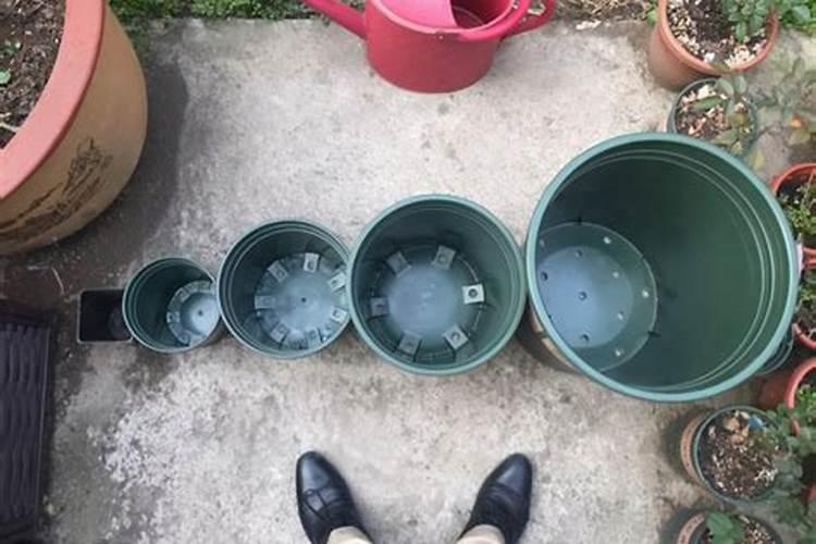 如何保养三角梅叶子和花都很鲜艳？