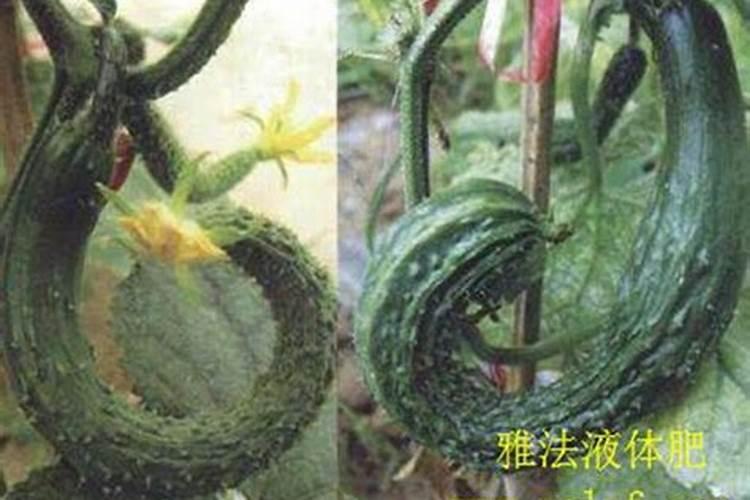 黄瓜缺氮肥是什么症状 防治方法有哪些