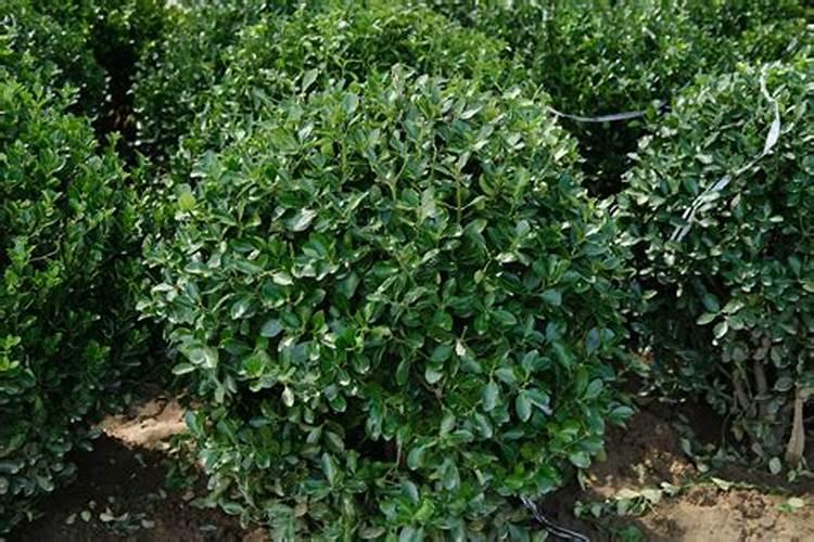 海岛龙鳞皱皮黄杨用什么土种最好？